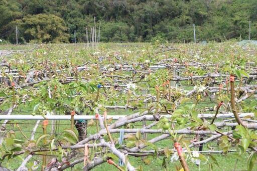 苗縣高接梨受寒害重創 鍾東錦勘災關懷農民協助爭取救助