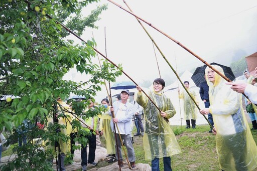 南投梅子節國姓梅香秘境親子採梅去