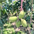 嘉義芒果受氣候異常 陷「空包彈」慘況 近全軍覆沒