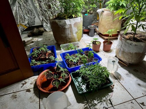 眼尖警一眼辨出大麻花 嘉義縣市大麻種植場遭警查獲