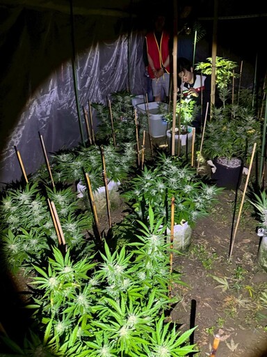 眼尖警一眼辨出大麻花 嘉義縣市大麻種植場遭警查獲
