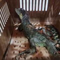 防除酷斯拉大作戰！縣府、公所宣導移除外來種綠鬣蜥教戰守則