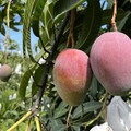 天然ㄟ尚好！高樹在欉黃「農民黨芒果」季節限定