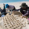 海龜產卵創新高！全台6處棲地傳來「龜」喜訊