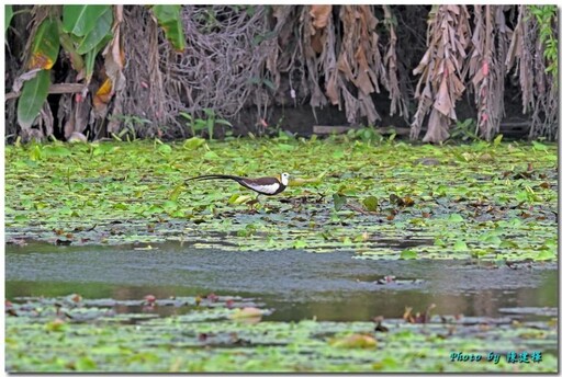公私協力創造浮葉棲地 水雉漫步美景重現嘉義縣九芎埤