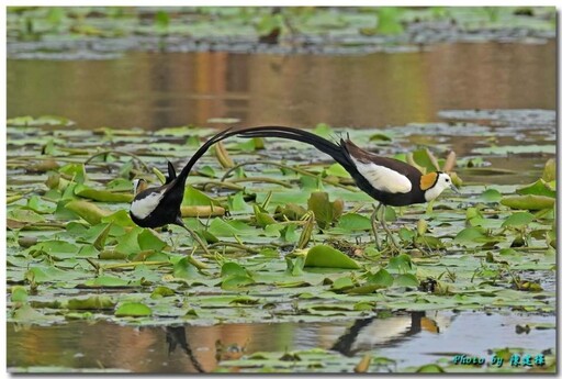 公私協力創造浮葉棲地 水雉漫步美景重現嘉義縣九芎埤