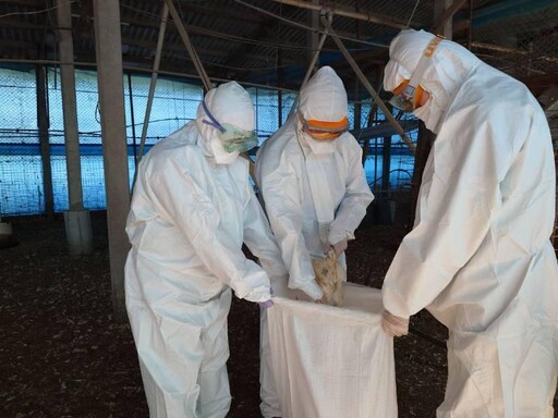 臺南土雞場檢出禽流感 動保處強化監控措施
