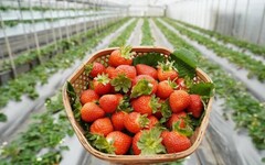 內湖草莓季開始囉 本週與你在臺北花博農民市集莓好相遇