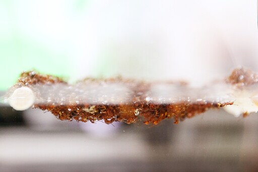 紅火蟻透過表面張力在水面結筏? 清華大學物理系師生研究結果另有新解
