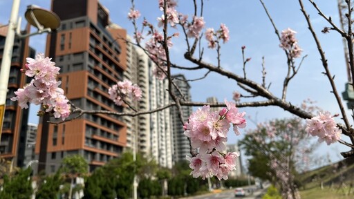 竹縣粉色「迎賓大道」?! 竹北興隆路旁櫻花綻放彷彿一幅絕美的春日風景畫
