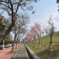 竹縣粉色「迎賓大道」?! 竹北興隆路旁櫻花綻放彷彿一幅絕美的春日風景畫