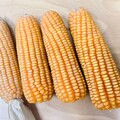 維護農地生態環境 契作硬質玉米穩定國內原料來源
