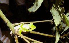 夏夜蛙鳴! 林保署新竹分署邀您來趟雲仙樂園賞蛙之旅