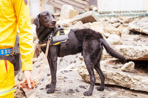 毛英雄再建功! 竹市搜救犬Clay尋獲走失老婦