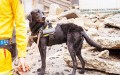 毛英雄再建功! 竹市搜救犬Clay尋獲走失老婦