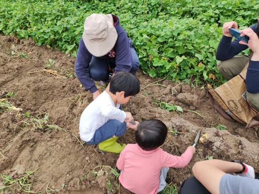 採杭菊、收地瓜 「三貓下田去」系列主題活動一日友善小農體驗趣