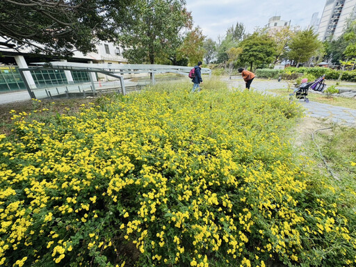 新竹油菊花海盛放將軍村 「在風城撒野」展現受脅植物復育成果