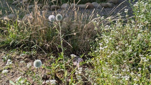 新竹油菊花海盛放將軍村 「在風城撒野」展現受脅植物復育成果