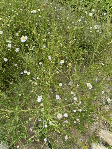 新竹油菊花海盛放將軍村 「在風城撒野」展現受脅植物復育成果