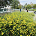 新竹油菊花海盛放將軍村 「在風城撒野」展現受脅植物復育成果