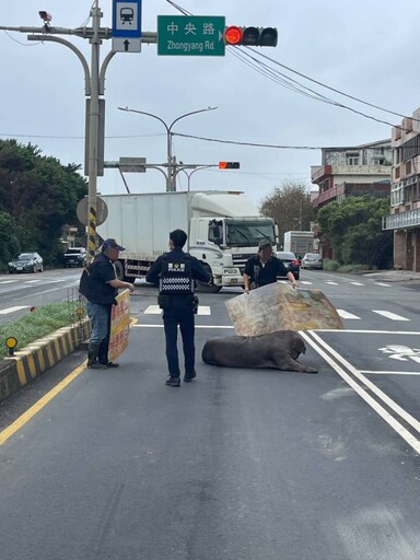 準備前往屠宰場 黑豬掉落路中被捕