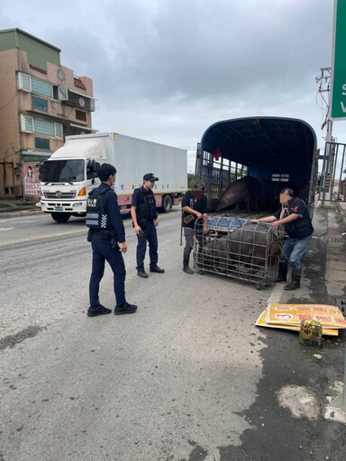 準備前往屠宰場 黑豬掉落路中被捕