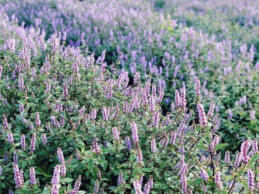 桃園仙草嘉年華熱鬧登場 蘇俊賓讚花海美如普羅旺斯