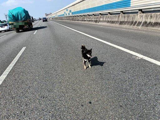 超驚險！國道2號兩車碰撞 愛犬衝出亂竄警急圍捕