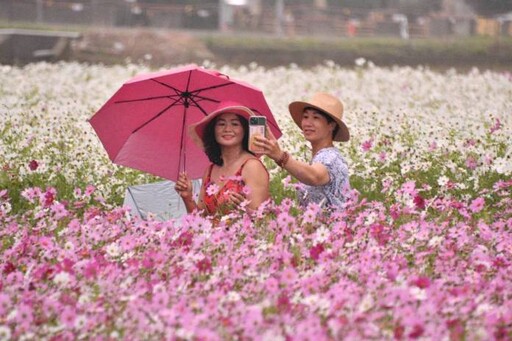 「大溪水岸花卉農遊」12公頃花海吸引民眾朝聖 桃園農業局：花田、裝置藝術保留至12/1