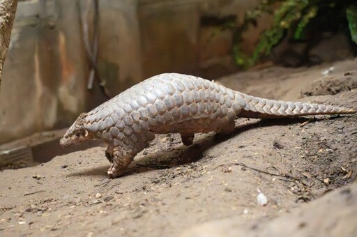 喜迎2穿山甲寶寶誕生 動物園邀你參與命名投票