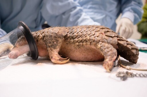 喜迎2穿山甲寶寶誕生 動物園邀你參與命名投票