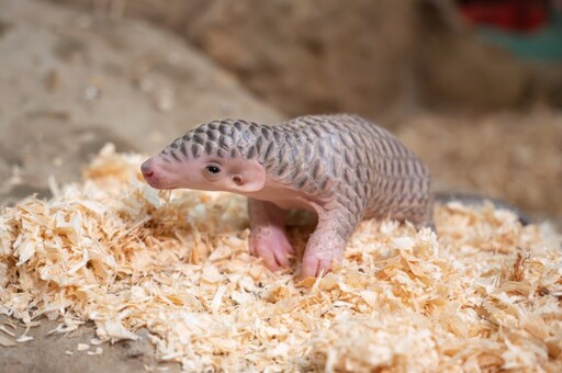 喜迎2穿山甲寶寶誕生 動物園邀你參與命名投票