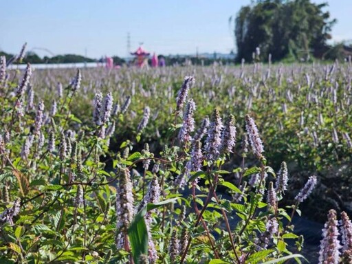 桃園農特產入校園 36校學童開心享用仙草凍