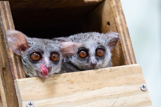 動物園迎嬰猴5兄弟 入住穿山甲館展開新生活