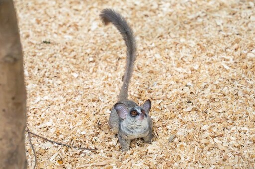 動物園迎嬰猴5兄弟 入住穿山甲館展開新生活