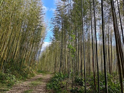 桃園農業局推動復興區老化竹林更新 落實永續發展