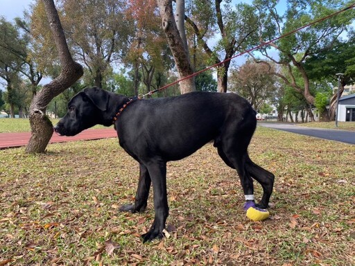 桃園表彰獸醫師辛勞付出 盼共築寵物友善環境