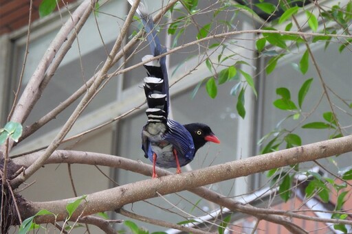 臺灣藍鵲、五色鳥現蹤校園 中央大學動物生態調查結果出爐