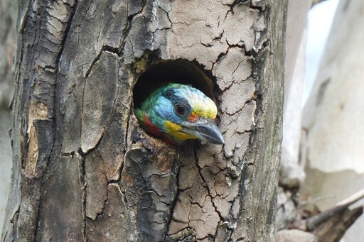 臺灣藍鵲、五色鳥現蹤校園 中央大學動物生態調查結果出爐