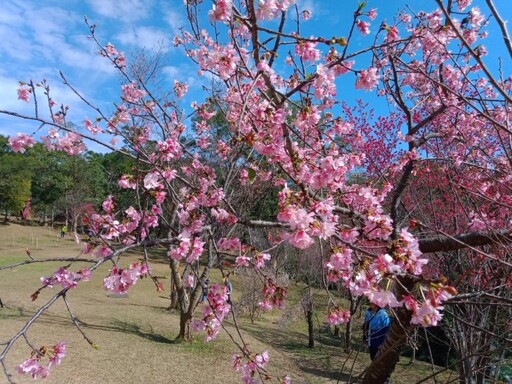 北橫梅花、山櫻花接力綻放 桃園觀旅局推薦過年到角板山享受美景與美食