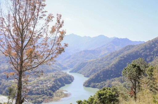 北橫梅花、山櫻花接力綻放 桃園觀旅局推薦過年到角板山享受美景與美食