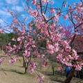 北橫梅花、山櫻花接力綻放 桃園觀旅局推薦過年到角板山享受美景與美食