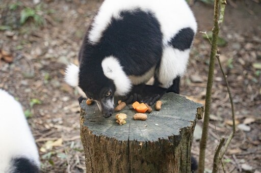 動物園中央廚房提供多樣化蔬果 「牠們」竟也是反香菜派