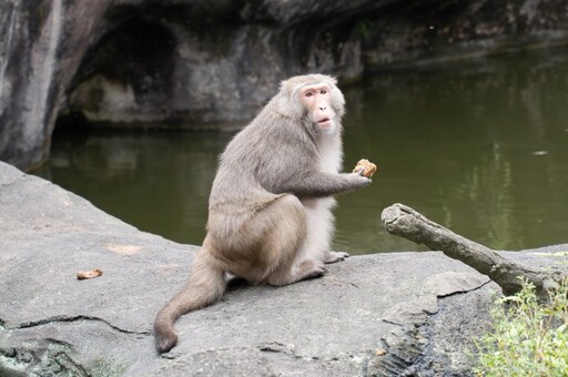 動物園中央廚房提供多樣化蔬果 「牠們」竟也是反香菜派