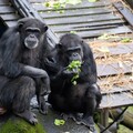 動物園中央廚房提供多樣化蔬果 「牠們」竟也是反香菜派