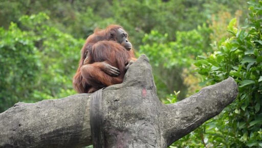 寒流冷颼颼 靈長類動物「抱緊」取暖