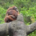 寒流冷颼颼 靈長類動物「抱緊」取暖