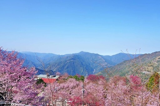 春季賞櫻攻略看這邊 桃園觀旅局公布北橫櫻花漫步地圖