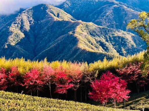 拉拉山新春櫻花茶會浪漫登場 音樂與茶香共譜春日饗宴