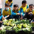 傳承本土文化！龍岡國小學子親手作鹹菜 學習客家智慧